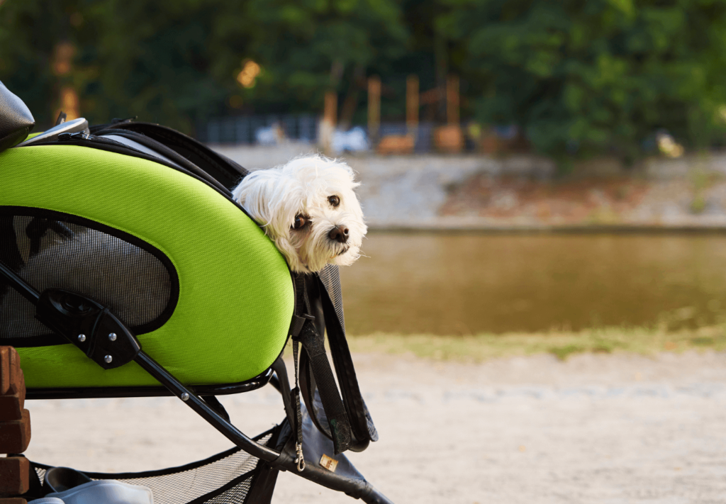 Passear com Cachorro, uma Alternativa de Exercício Leve para Corpo e Mente