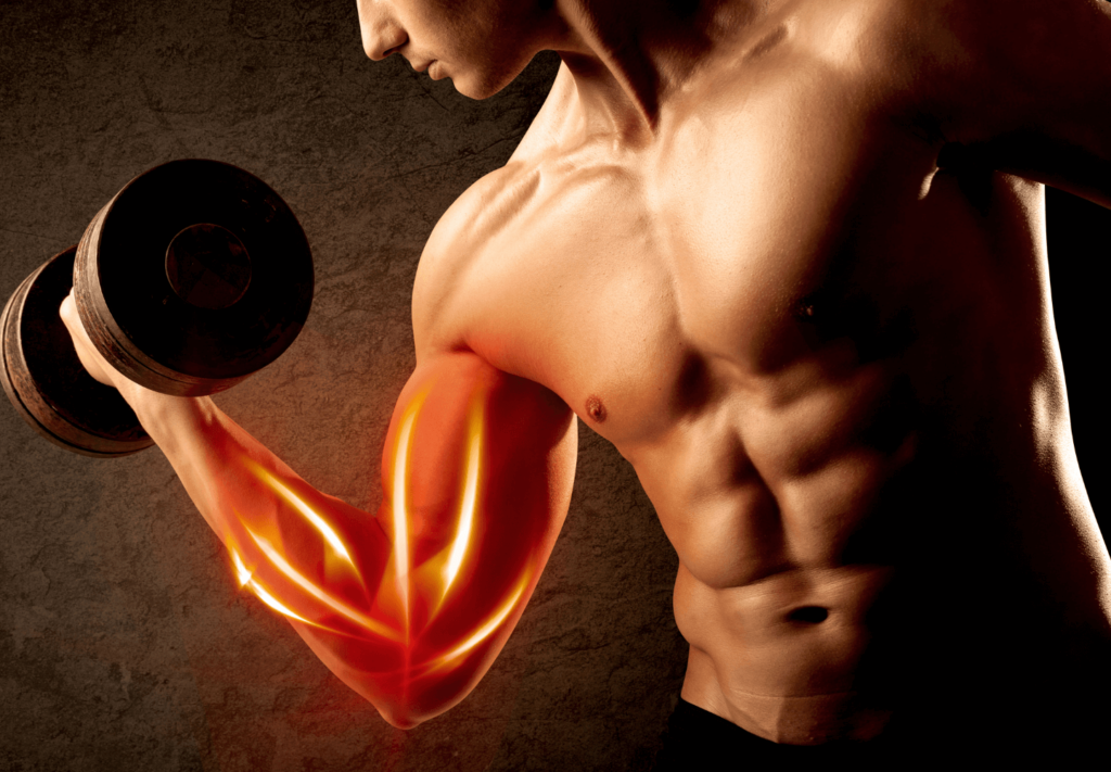 Esteróides Anabolizantes: Ciência, Riscos e a Ética no Fitness