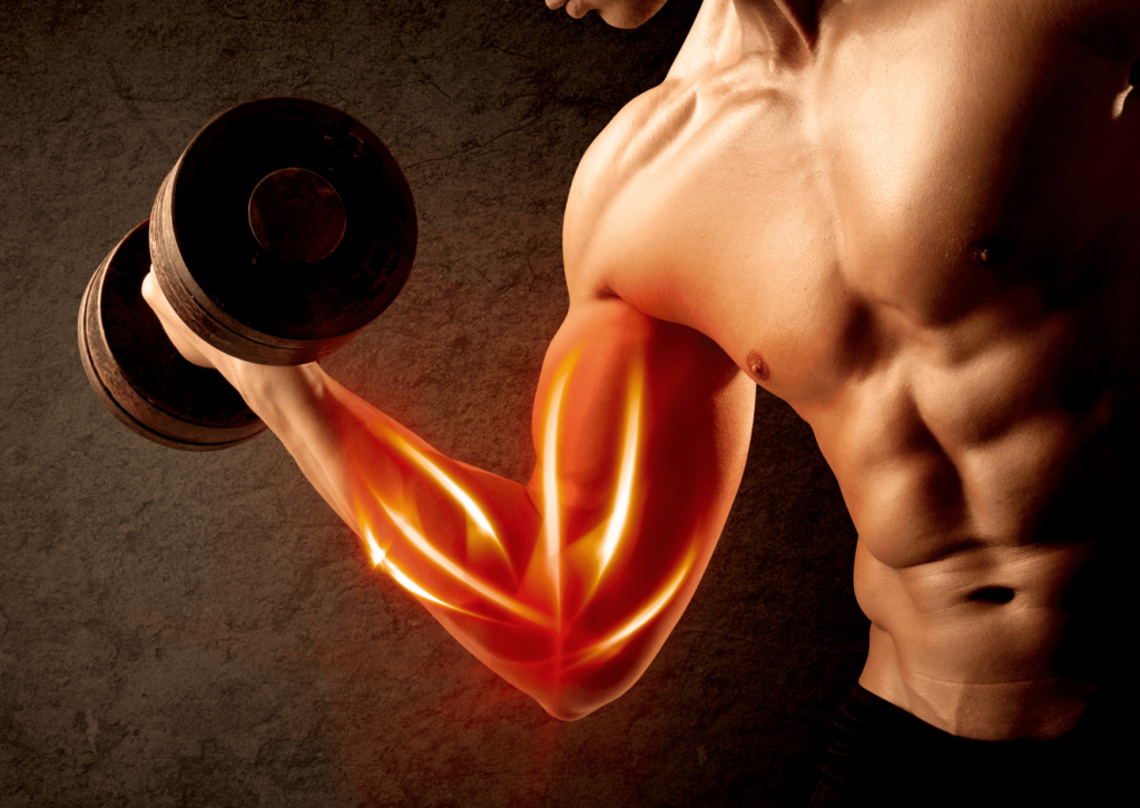 Aprenda tudo sobre o treinamento de oclusão: a técnica que utiliza cargas leves para gerar máxima hipertrofia e acelerar a recuperação.